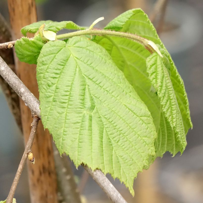 Corylus avellana Pendula - Weeping hazel (Foliage)