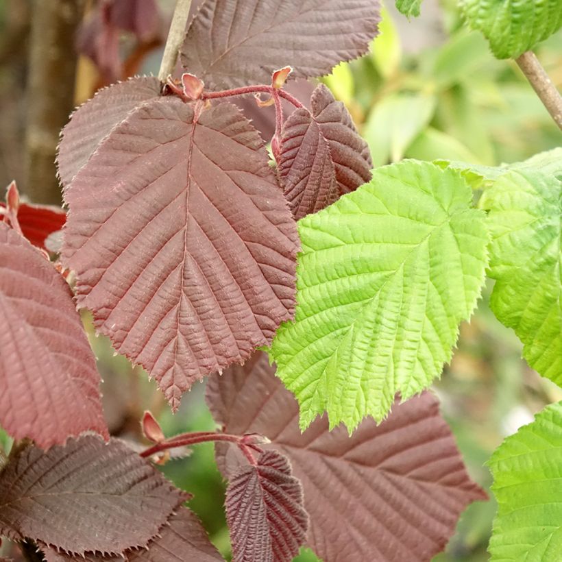 Corylus avellana Syrena - Common Hazel (Foliage)