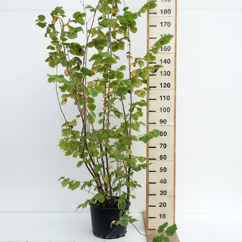 Corylus avellana Syrena - Common Hazel 7.5L/10L pot sample as delivered in summer