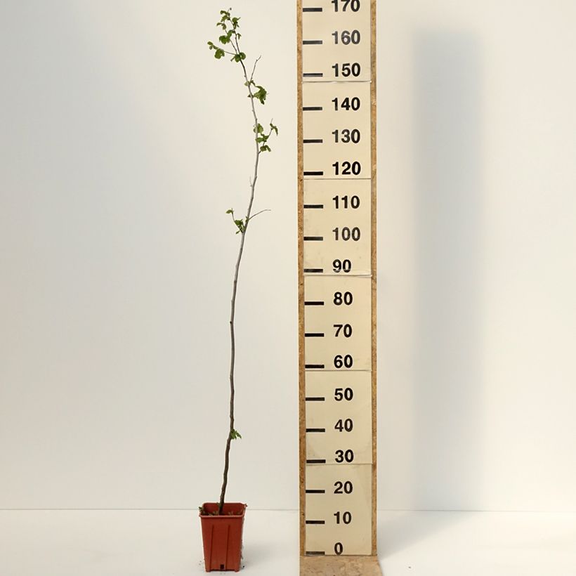 Corylus avellana Tonda Gentile Romana 1.5L/2L potShipped height around 30/40cm sample as delivered in spring