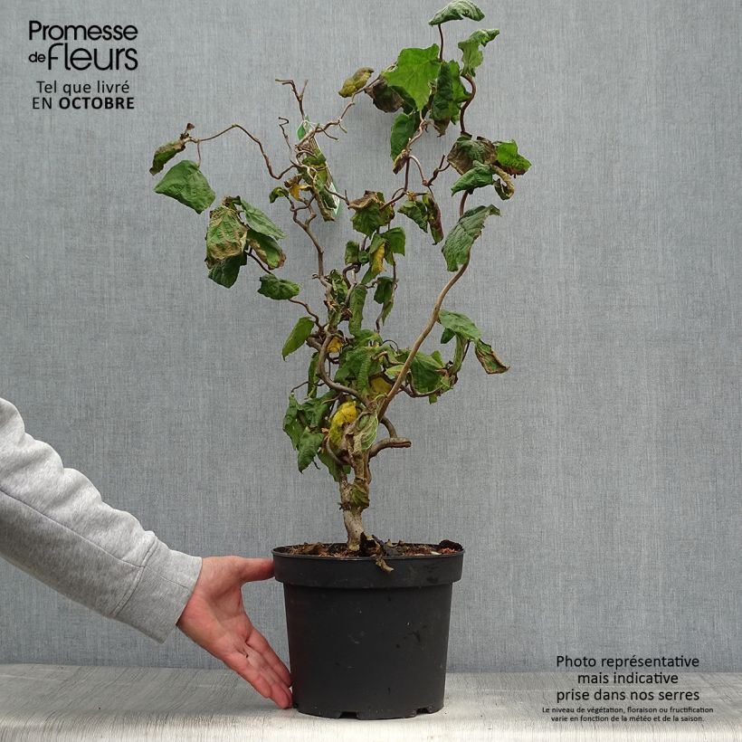 Corylus avellana Contorta - Common Hazel 3L/4L pot sample as delivered in autumn