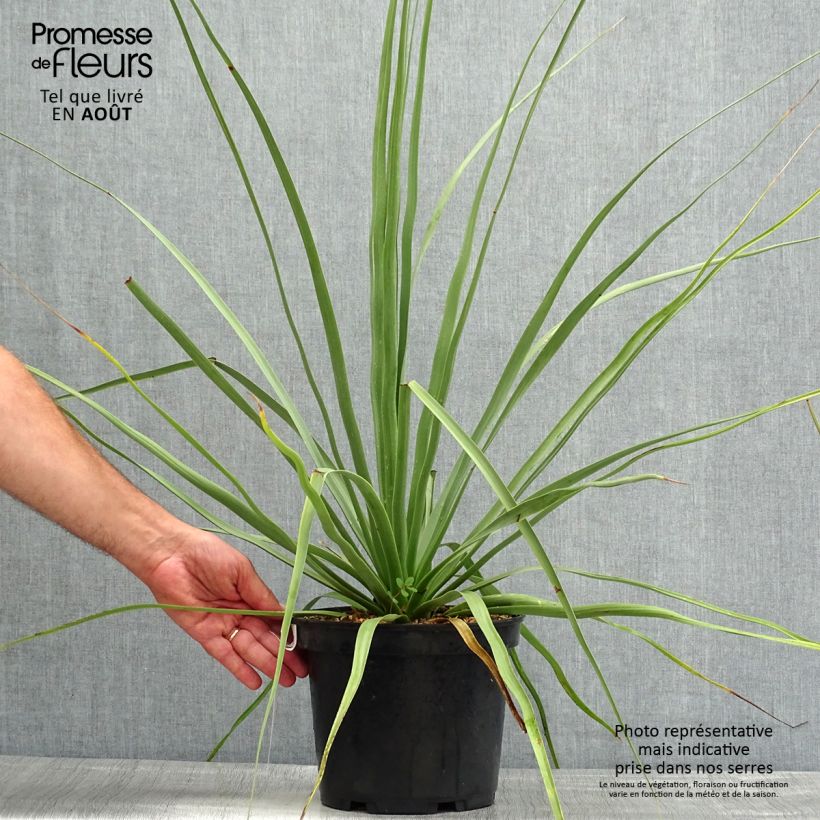 Nolina nelsonii 3L/4L pot sample as delivered in summer