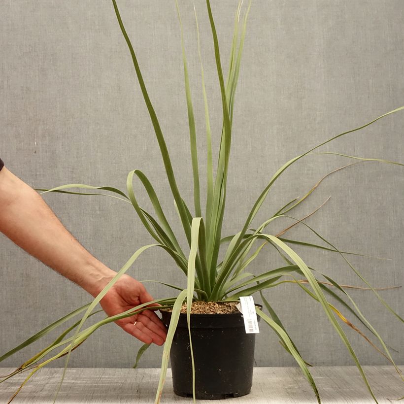 Nolina nelsonii - Noline bleue Pot de 3L/4L sample as delivered in spring