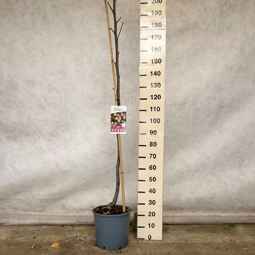 Common Walnut Corne - Juglans regia 18L/20L pot, Sapling sample as delivered in autumn