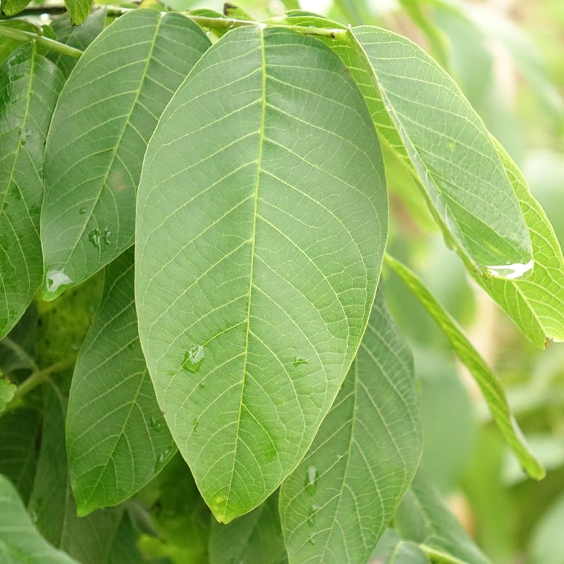 Common Walnut Fernor - Juglans regia (Foliage)