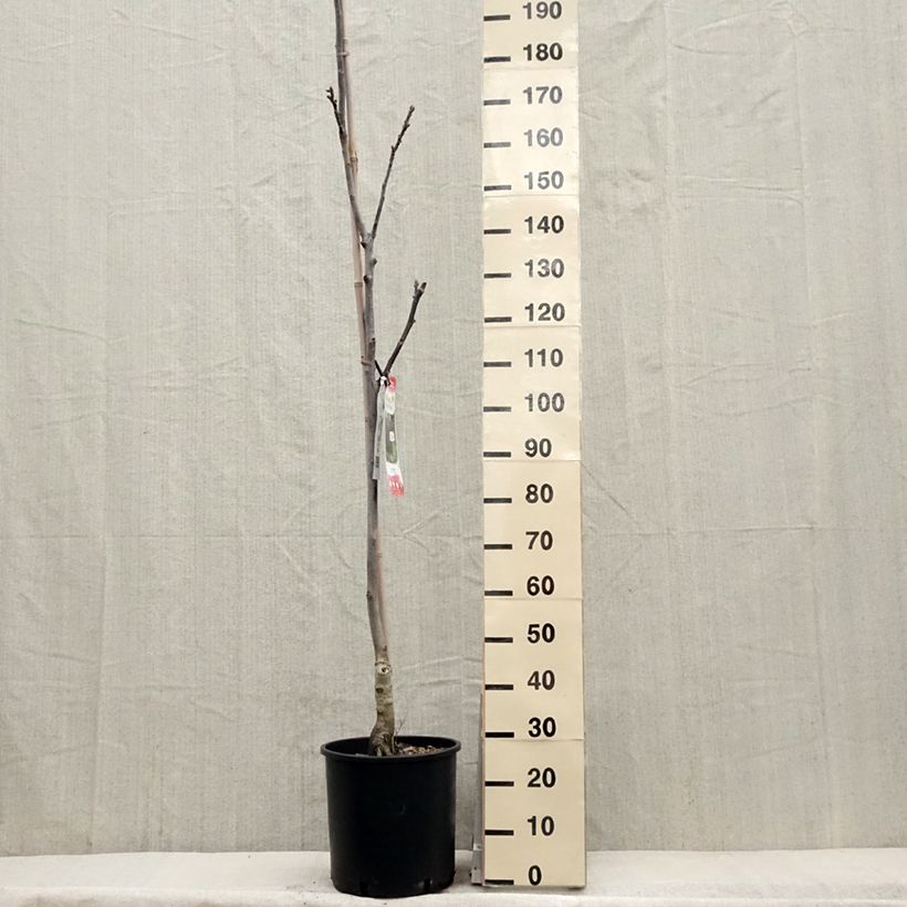 Common Walnut Purpurea - Juglans regia 18L/20L pot, SaplingShipped height around 200/+cm sample as delivered in spring