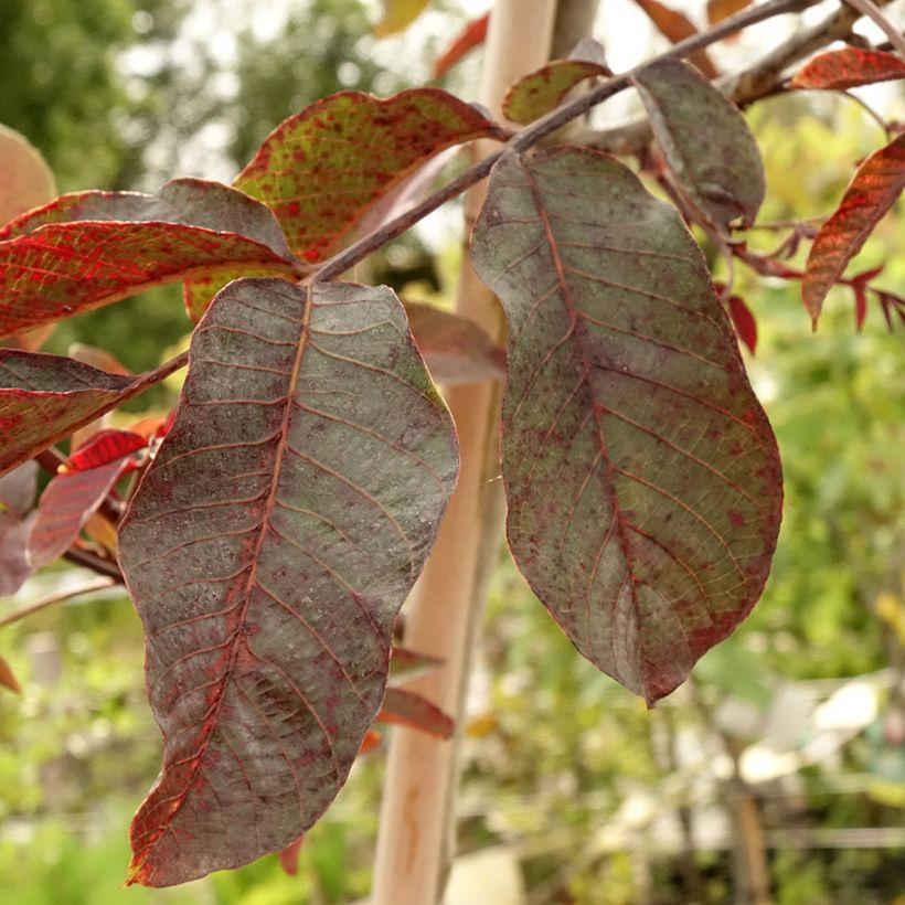 Common Walnut Purpurea - Juglans regia (Foliage)