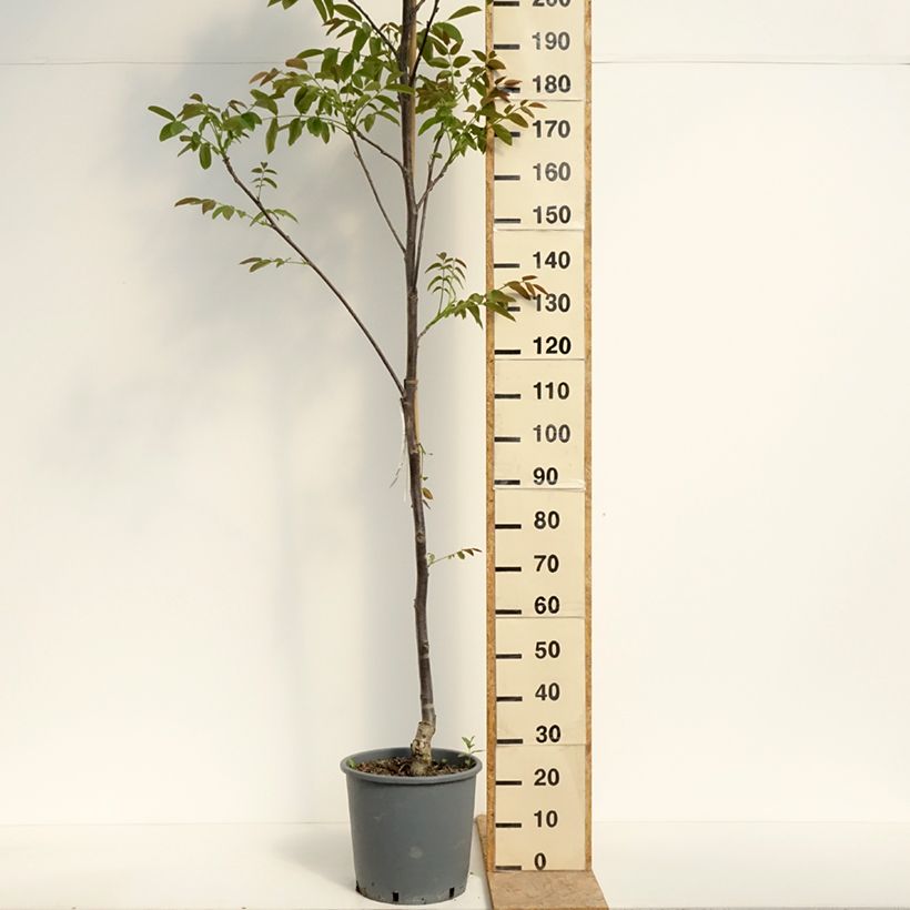 Common Walnut Weinsberg 1 - Juglans regia 18L/20L pot, SaplingShipped height around 200/+cm sample as delivered in spring