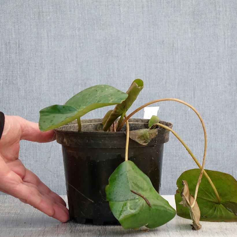 Nymphaea Alba Delicata - Nénuphar rustique - Pot de 1,5L/2L sample as delivered in spring