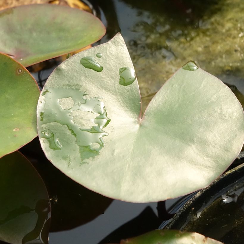 Nymphaea Amabilis (Pink Marvel) (Foliage)