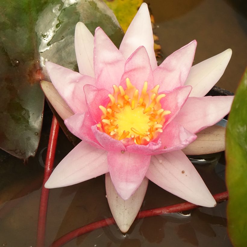 Nymphaea Amabilis (Pink Marvel) (Flowering)