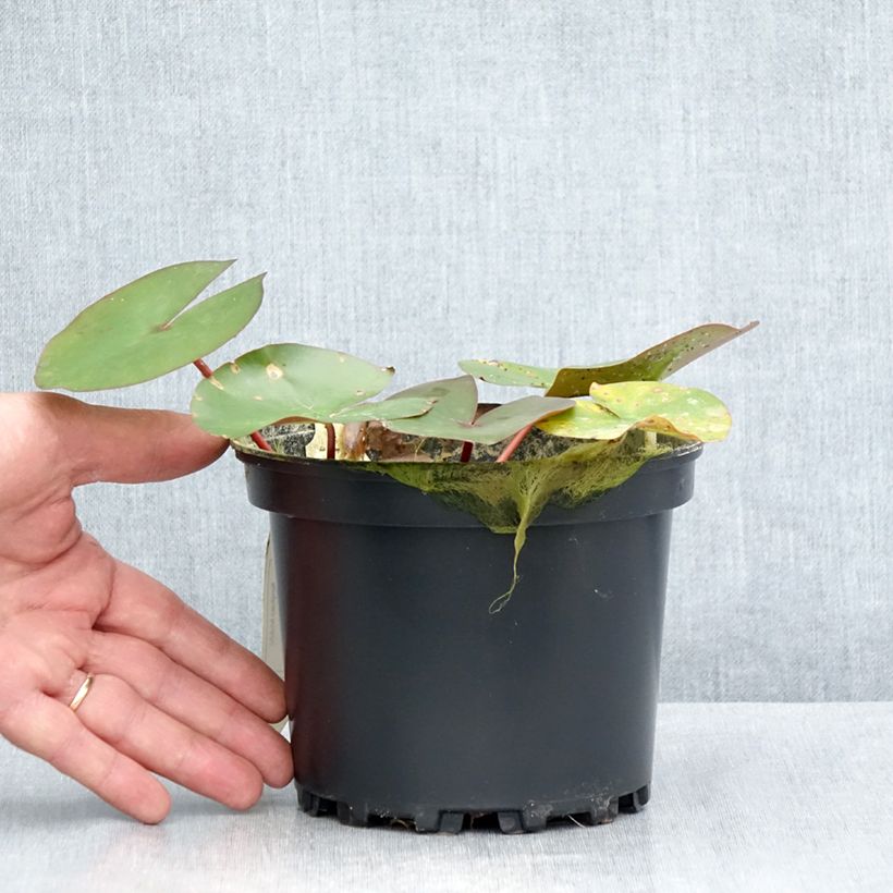 Nymphaea Amabilis (Pink Marvel) 1.5L/2L pot sample as delivered in summer