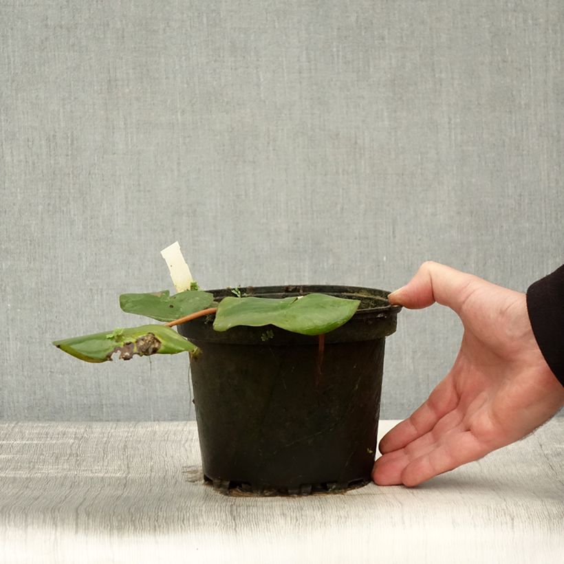 Nymphaea Amabilis (Pink Marvel) 1.5L/2L pot sample as delivered in autumn