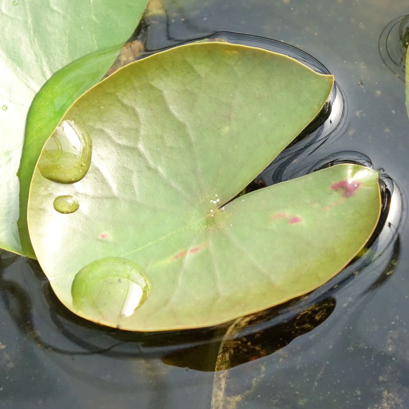 Nymphaea American Star - Water Lily (Foliage)