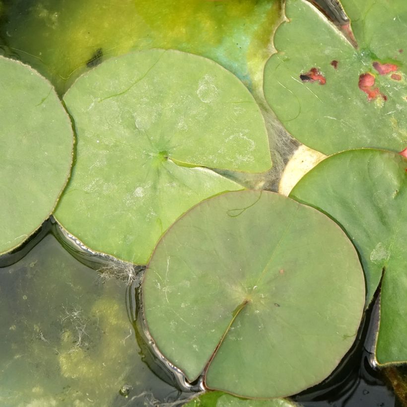 Nymphaea Burgundy Princess - Water Lily (Foliage)