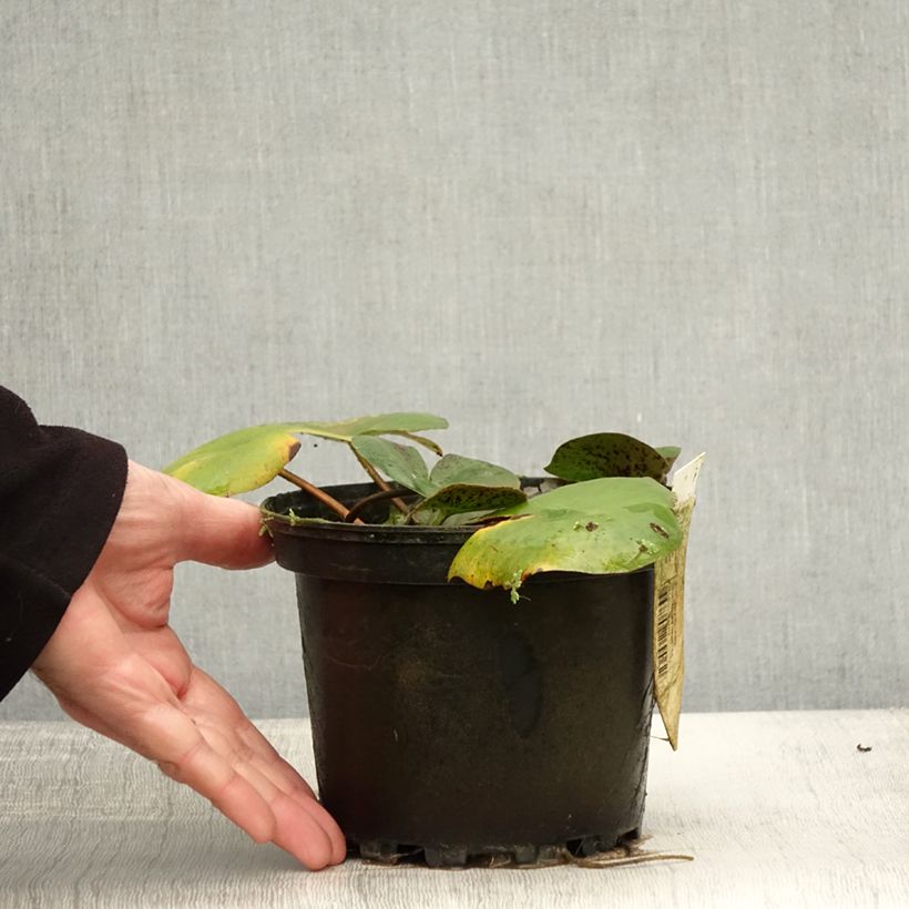 Nymphaea Carolina Sunset 1.5L/2L pot sample as delivered in autumn