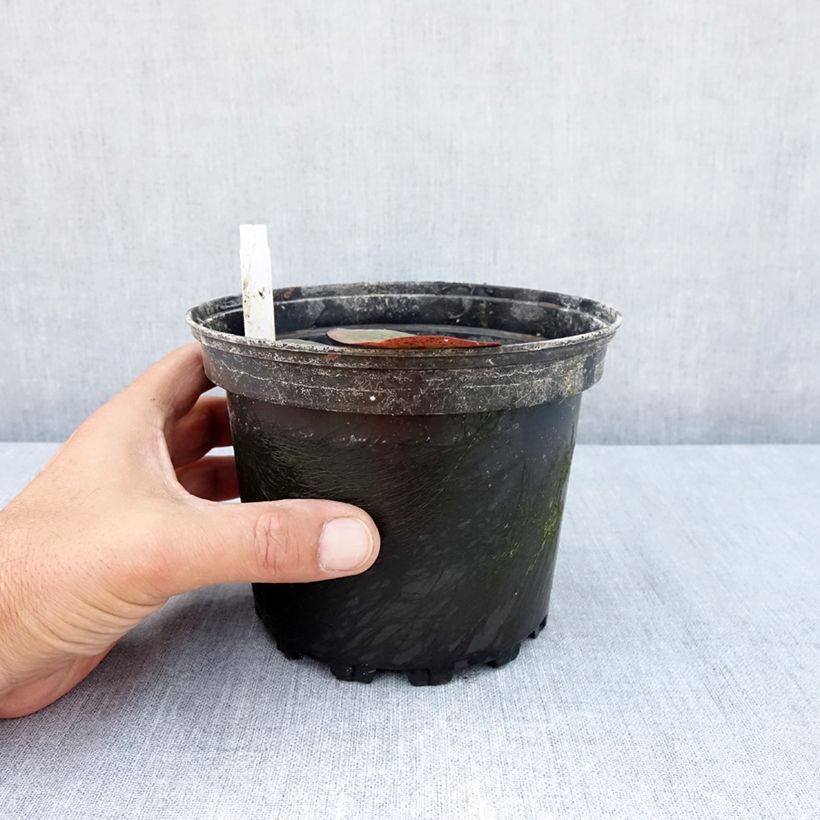 Nymphaea Charlene Strawn 1.5L/2L pot sample as delivered in summer