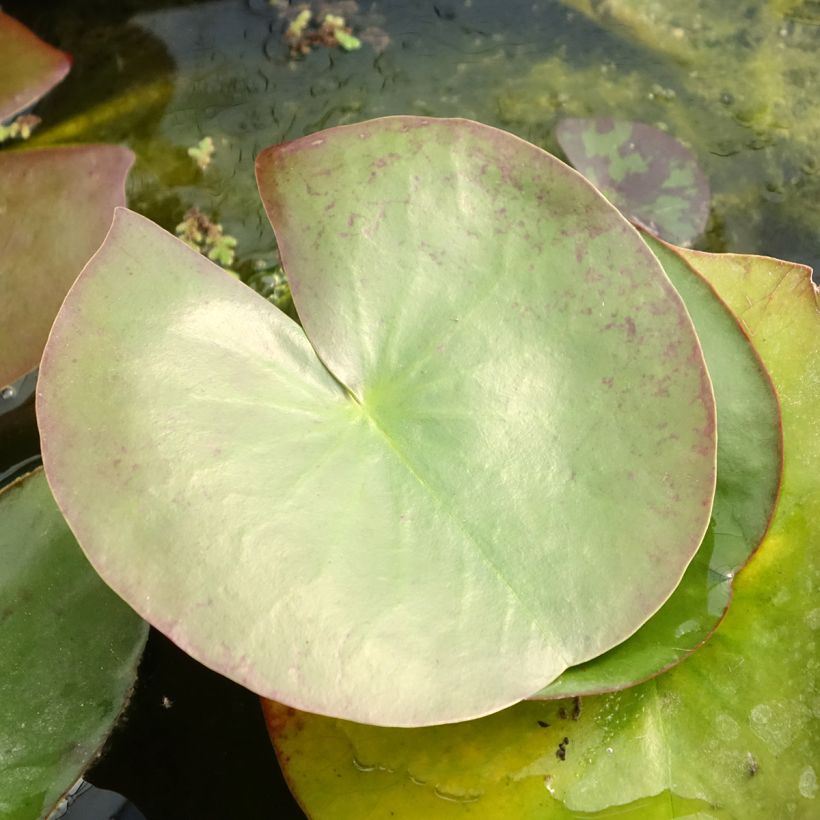Nymphaea Clyde Ikins - Water Lily (Foliage)
