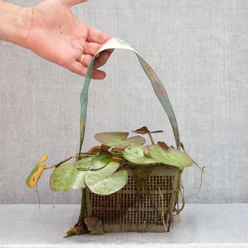 Nymphaea Clyde Ikins - Water Lily 3L/4L pot sample as delivered in summer