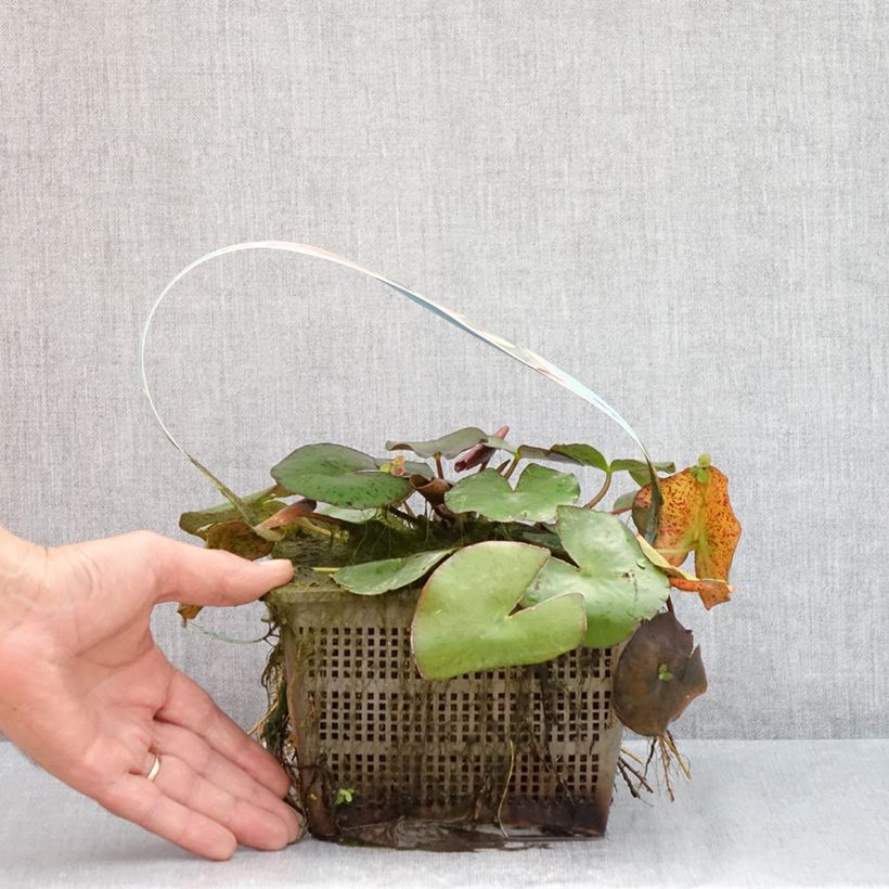 Nymphaea Comanche - Water Lily 3L/4L pot sample as delivered in summer