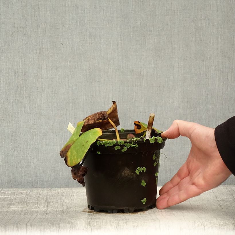 Nymphaea Conqueror 1.5L/2L pot sample as delivered in autumn