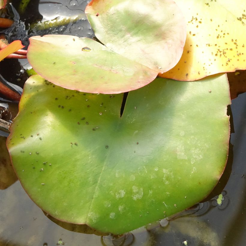 Nymphaea Conqueror (Foliage)