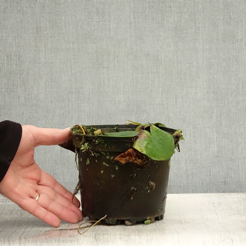 Nymphaea Ellisiana 1.5L/2L pot sample as delivered in autumn