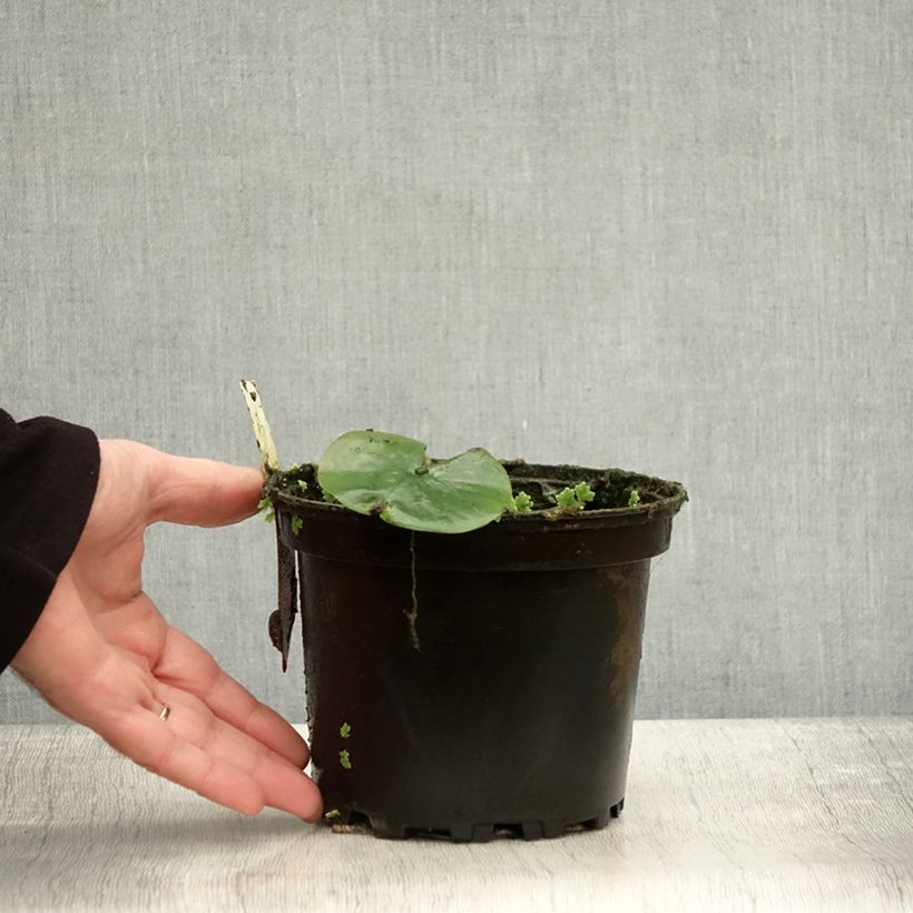 Nymphaea Eugenia de Lande 1.5L/2L pot sample as delivered in autumn