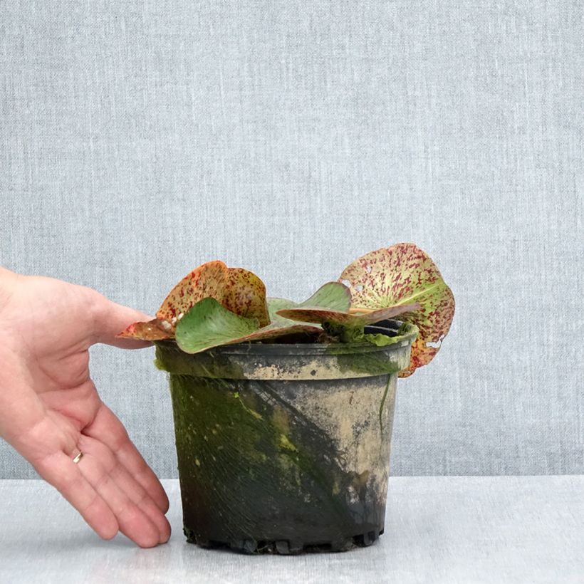 Nymphaea Florida Sunset 1.5L/2L pot sample as delivered in summer