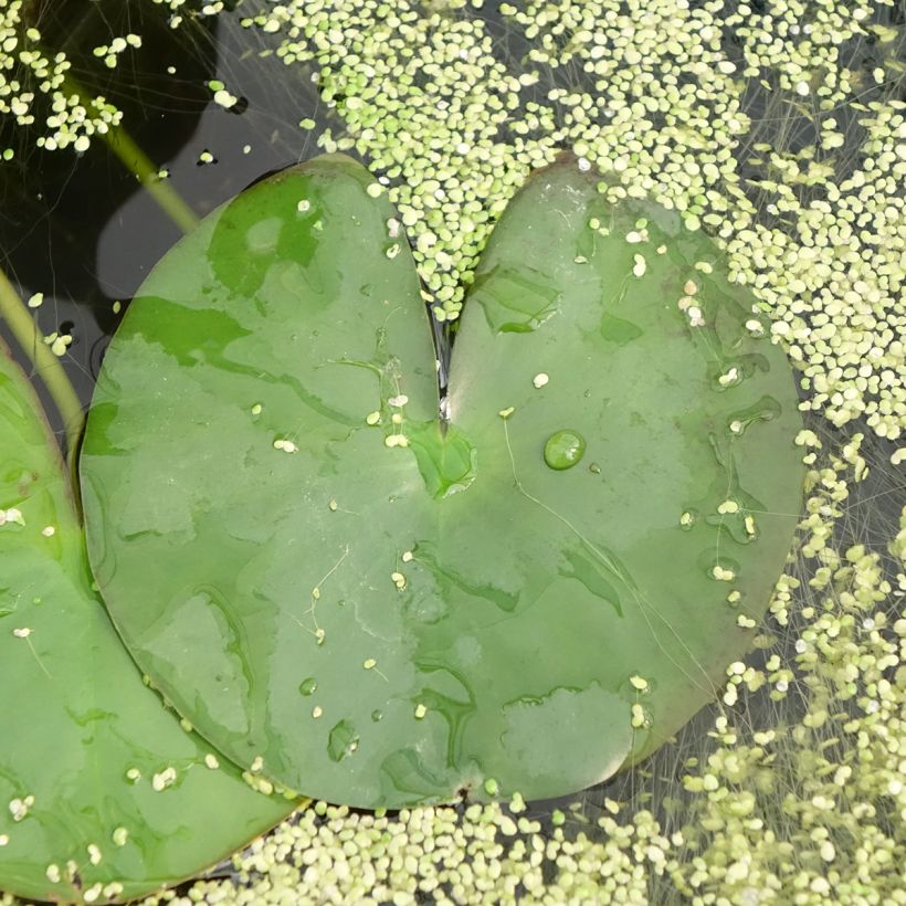 Nymphaea Gonnere - Water Lily (Foliage)