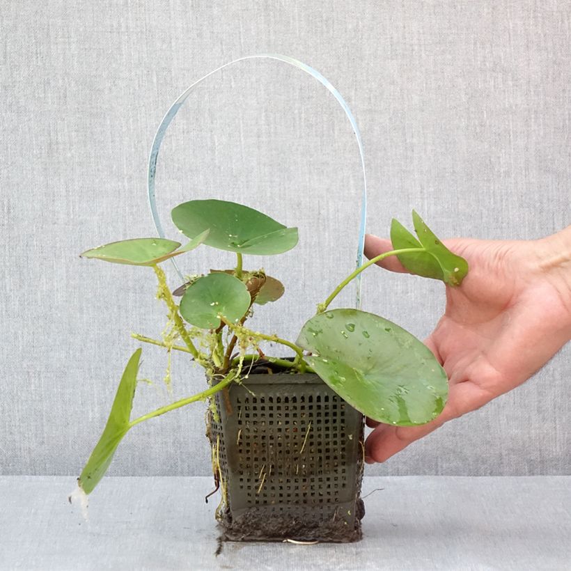 Nymphaea Gonnere - Water Lily 1L/1.5L pot sample as delivered in summer