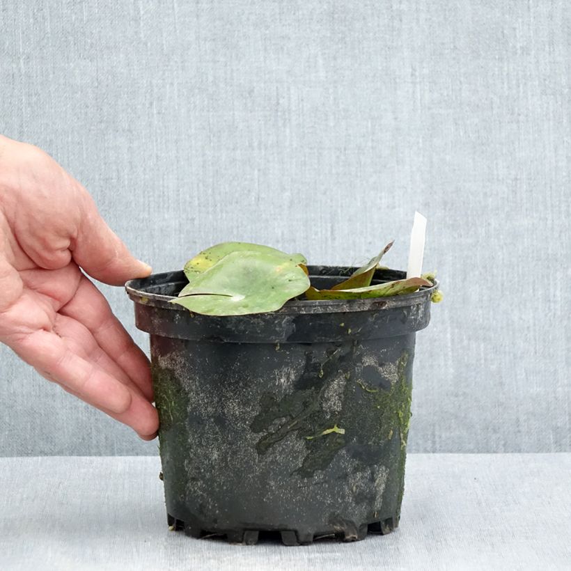 Nymphaea Gypsy - Waterlily 1.5L/2L pot sample as delivered in summer