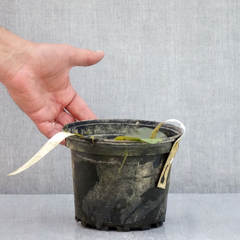 Nymphaea Hal Miller 1.5L/2L pot sample as delivered in summer