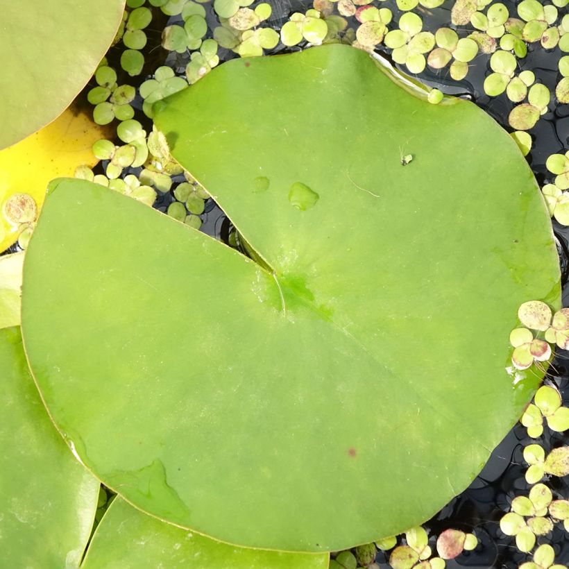 Nymphaea Hollandia - Water Lily (Foliage)