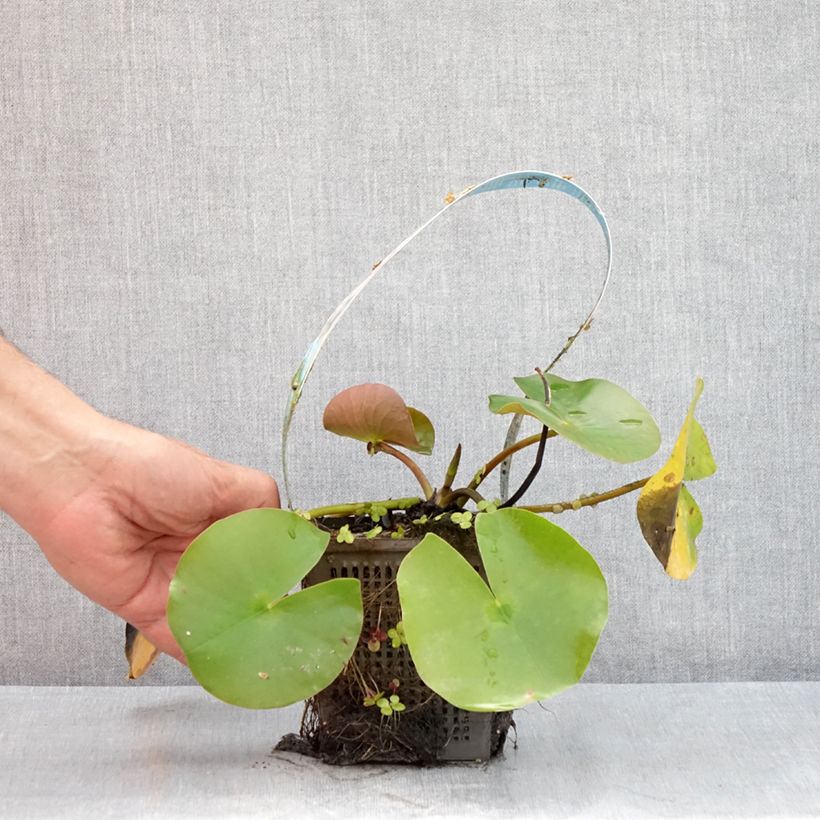 Nymphaea Hollandia - Water Lily 1L/1.5L pot sample as delivered in summer