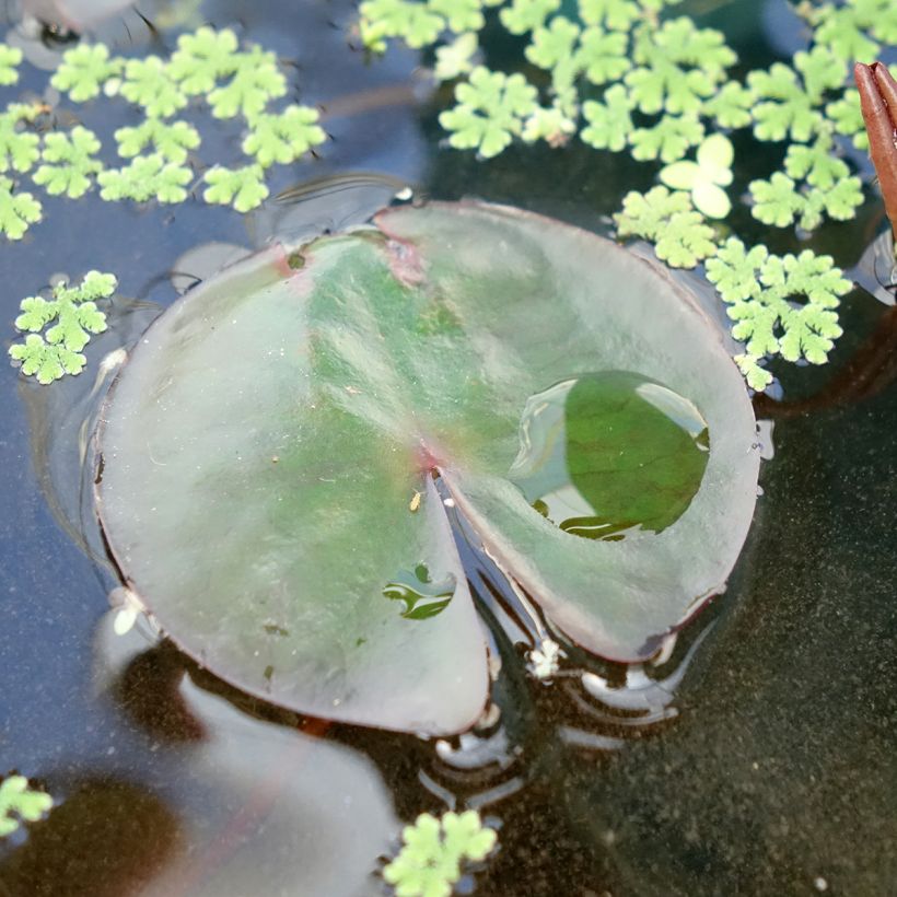 Nymphaea James Brydon - Water Lily (Foliage)