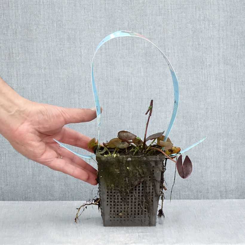 Nymphaea James Brydon - Water Lily 1L/1.5L pot sample as delivered in summer