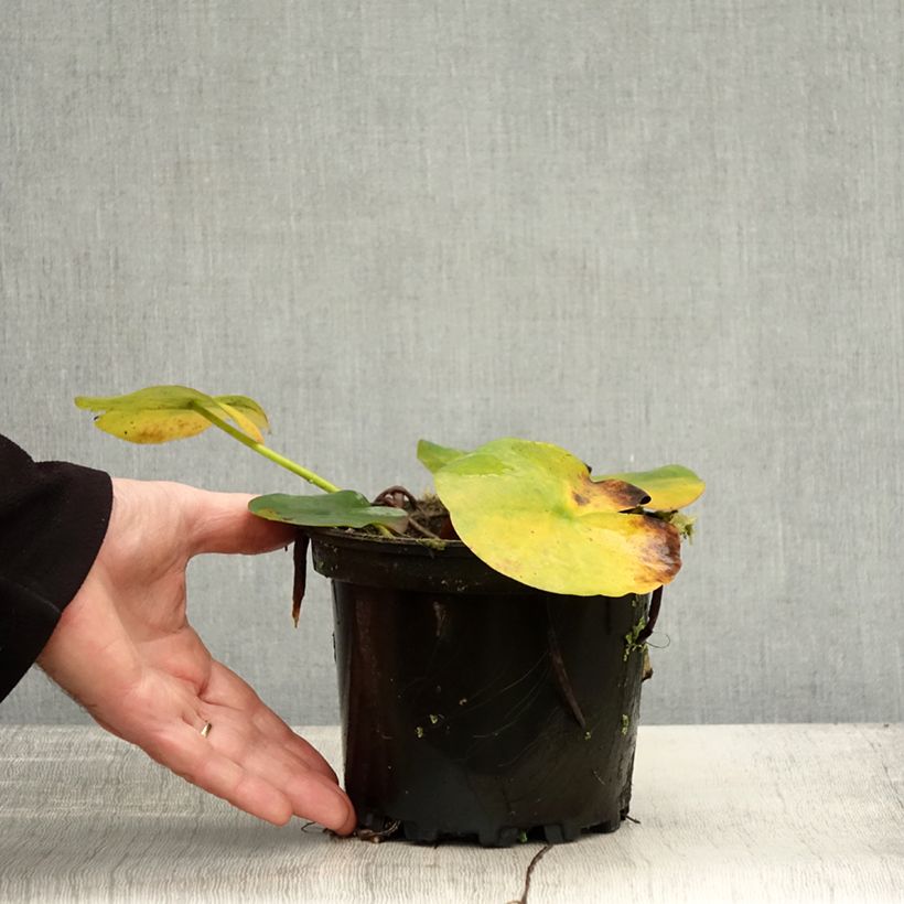 Nymphaea Jean de la Marsalle 1.5L/2L pot sample as delivered in autumn