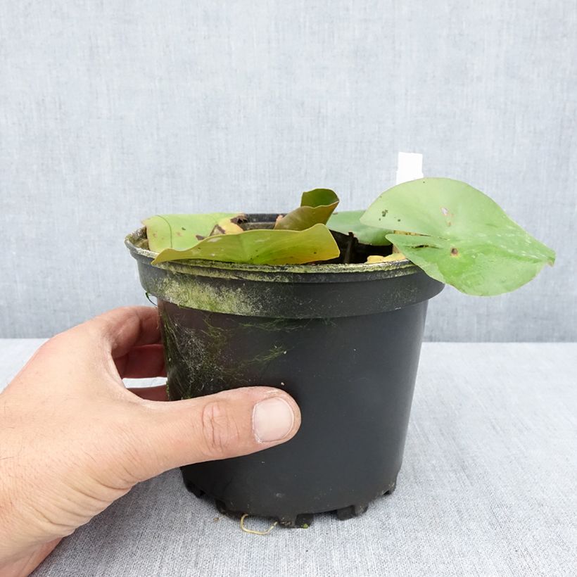 Nymphaea Jean de la Marsalle 1.5L/2L pot sample as delivered in summer