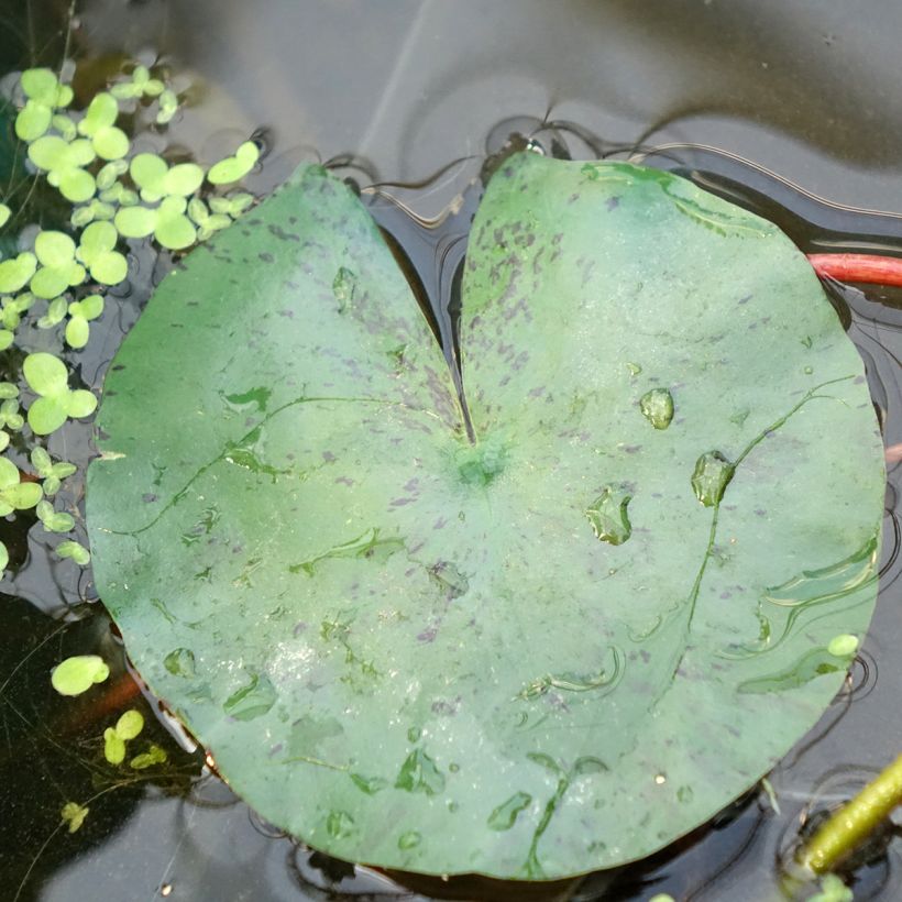 Nymphaea Joey Tomocik - Water Lily (Foliage)