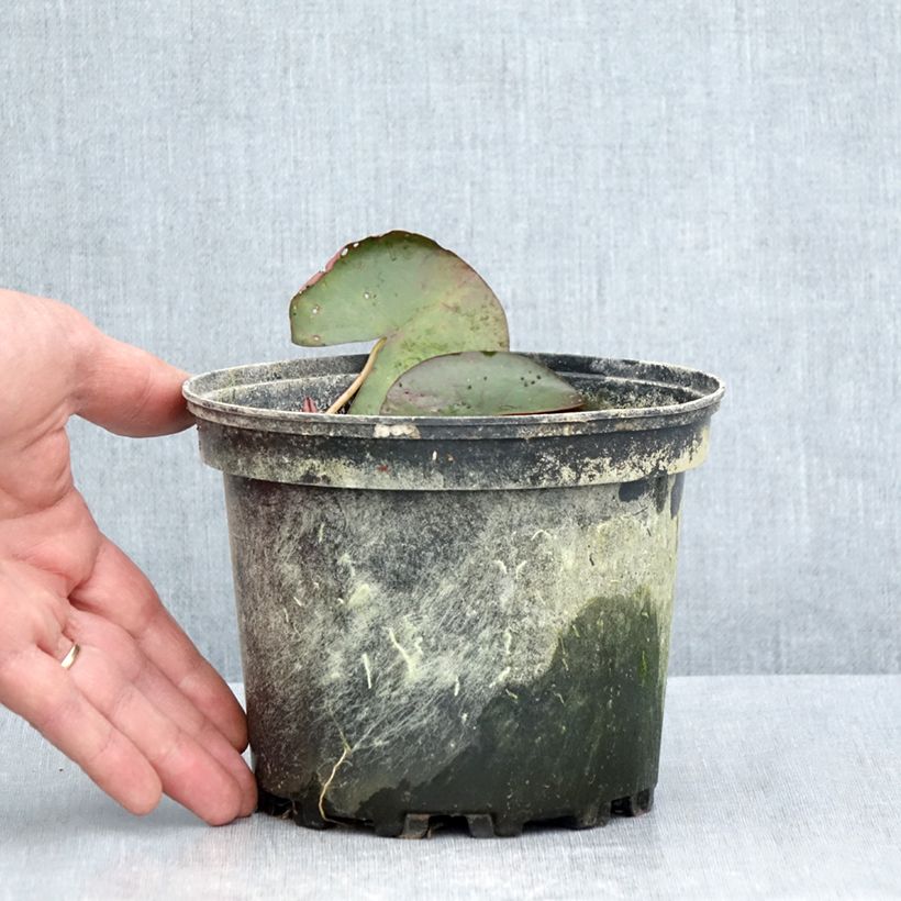Nymphaea  Karleen Harder - Waterlily 1.5L/2L pot sample as delivered in summer