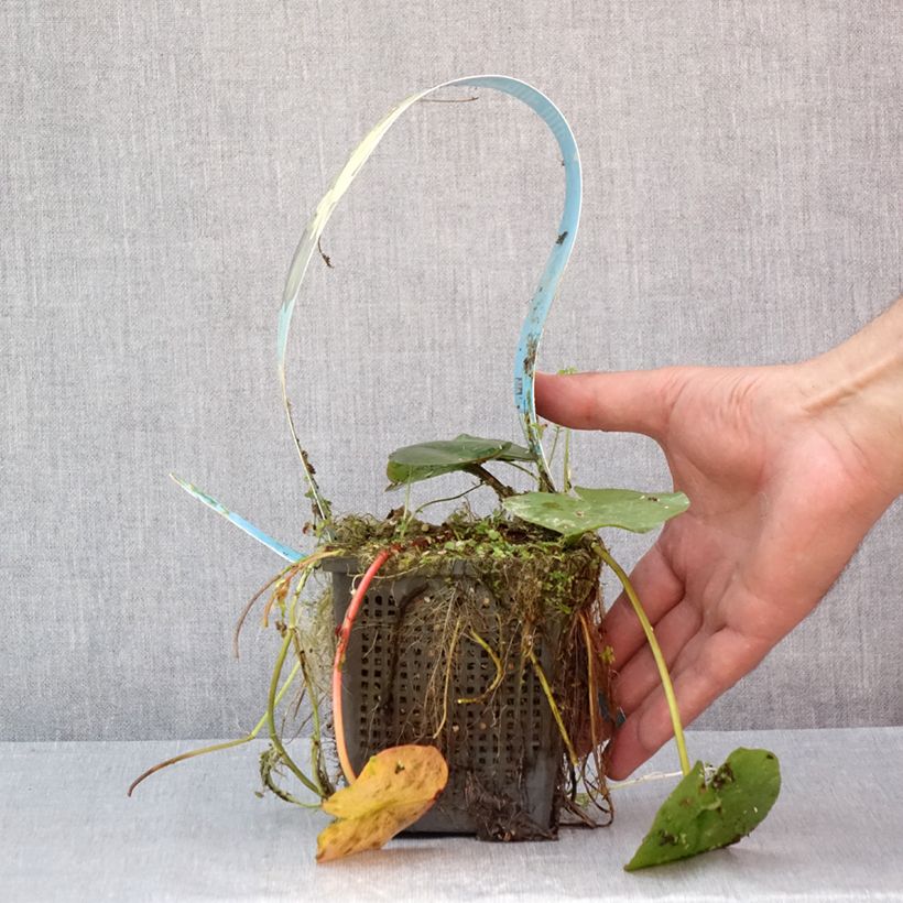 Nymphaea Lemon Mist - Water Lily 1L/1.5L pot sample as delivered in summer