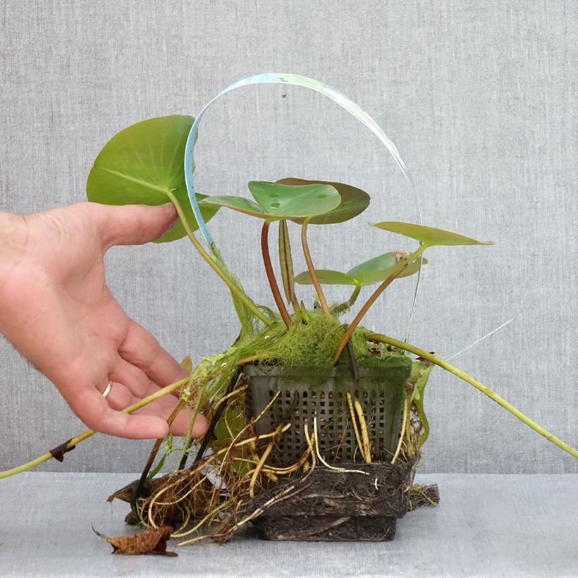 Nymphaea Madame Wilfron - Water Lily 1L/1.5L pot sample as delivered in summer