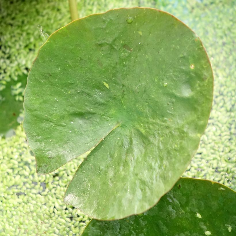 Nymphaea Mangkala Ubol - Water Lily (Foliage)