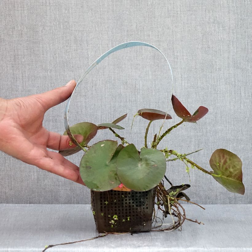 Nymphaea Mangkala Ubol - Water Lily 1L/1.5L pot sample as delivered in summer