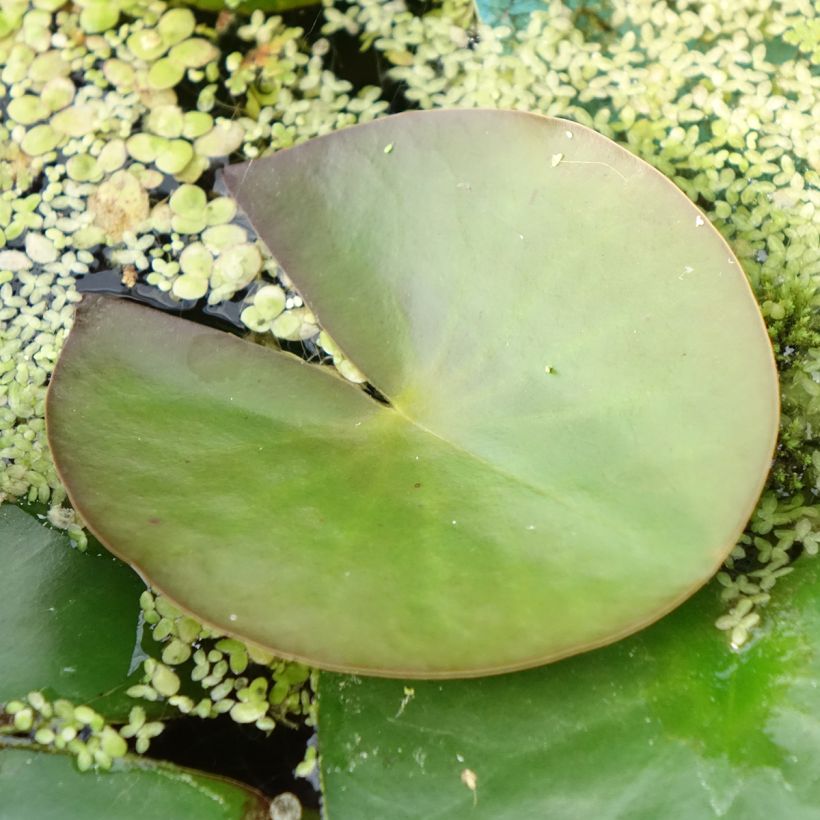 Nymphaea Marliacea Albida - Water Lily (Foliage)