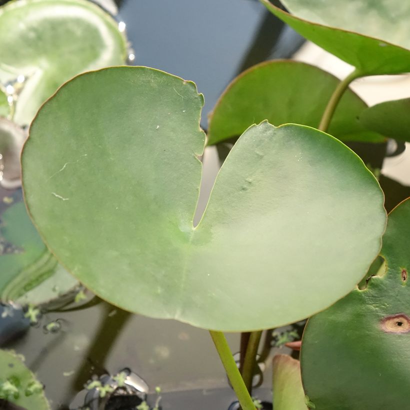 Nymphaea Marliacea Carnea - Water Lily (Foliage)