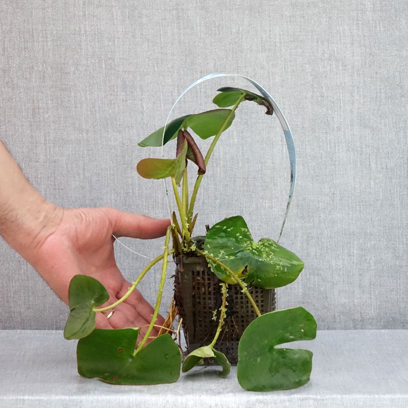 Nymphaea Marliacea Carnea - Water Lily 1L/1.5L pot sample as delivered in summer