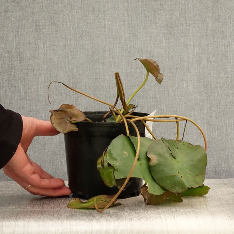 Nymphaea Marliacea Ignea - Nénuphar rustique - Pot de 1,5L/2L sample as delivered in spring