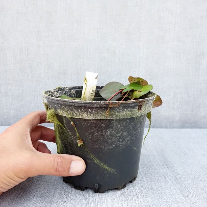 Nymphaea Marliacea Ignea - Waterlily 1.5L/2L pot sample as delivered in summer